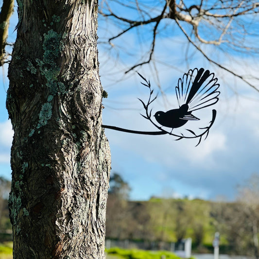 Fantail (Piwakawaka / Tīrairaka)